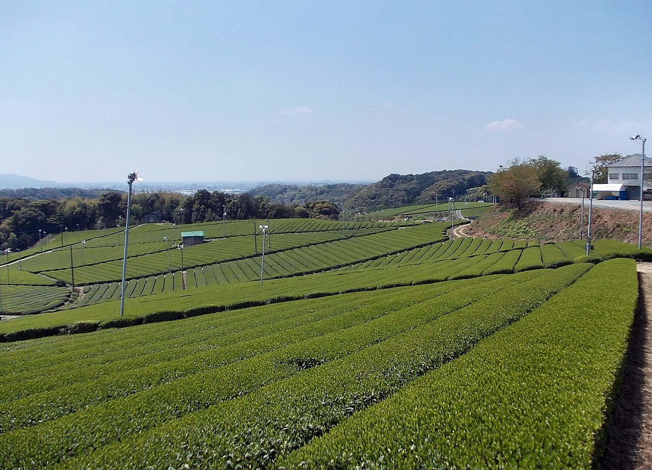 Champs de thé vert à Yame au Japon, culture du matcha bio